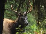 Um grande Elk macho se alimenta na Hoh Forest, uma das mais úmidas do mundo, no Olympic National Park, no estado de Washington, oeste dos Estados Unidos